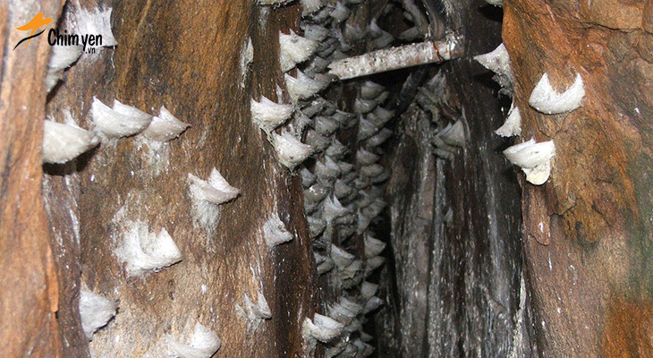Tổ yến đảo là loại tổ yến được thu hoạch trong các hang động, vách đá tự nhiên