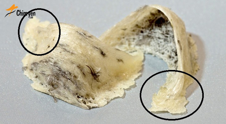 Chân yến thô là phần móng bám vào thanh làm tổ, giúp kết nối tổ với thanh làm tổ